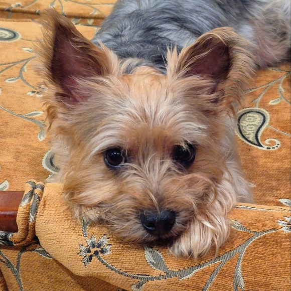 Meet your Posher, Alex - Picture 1 of 1